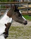 wenige Tage alt
